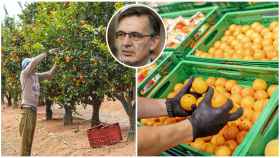 Miguel Abril, director comercial de Anecoop, una de las empresas que surten naranjas a Mercadona. A la izquierda, las plantaciones de Dracma, otra empresa proveedora.