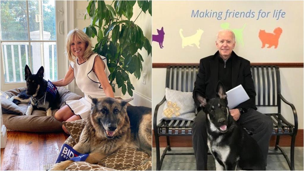 Joe y Jill Biden junto a Champ y Major, sus pastores alemanes.