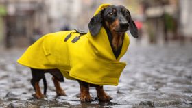 ¿Quieres que tu perro sea el más estiloso? Descubre los chubasqueros y abrigos para perros más vendidos en Amazon