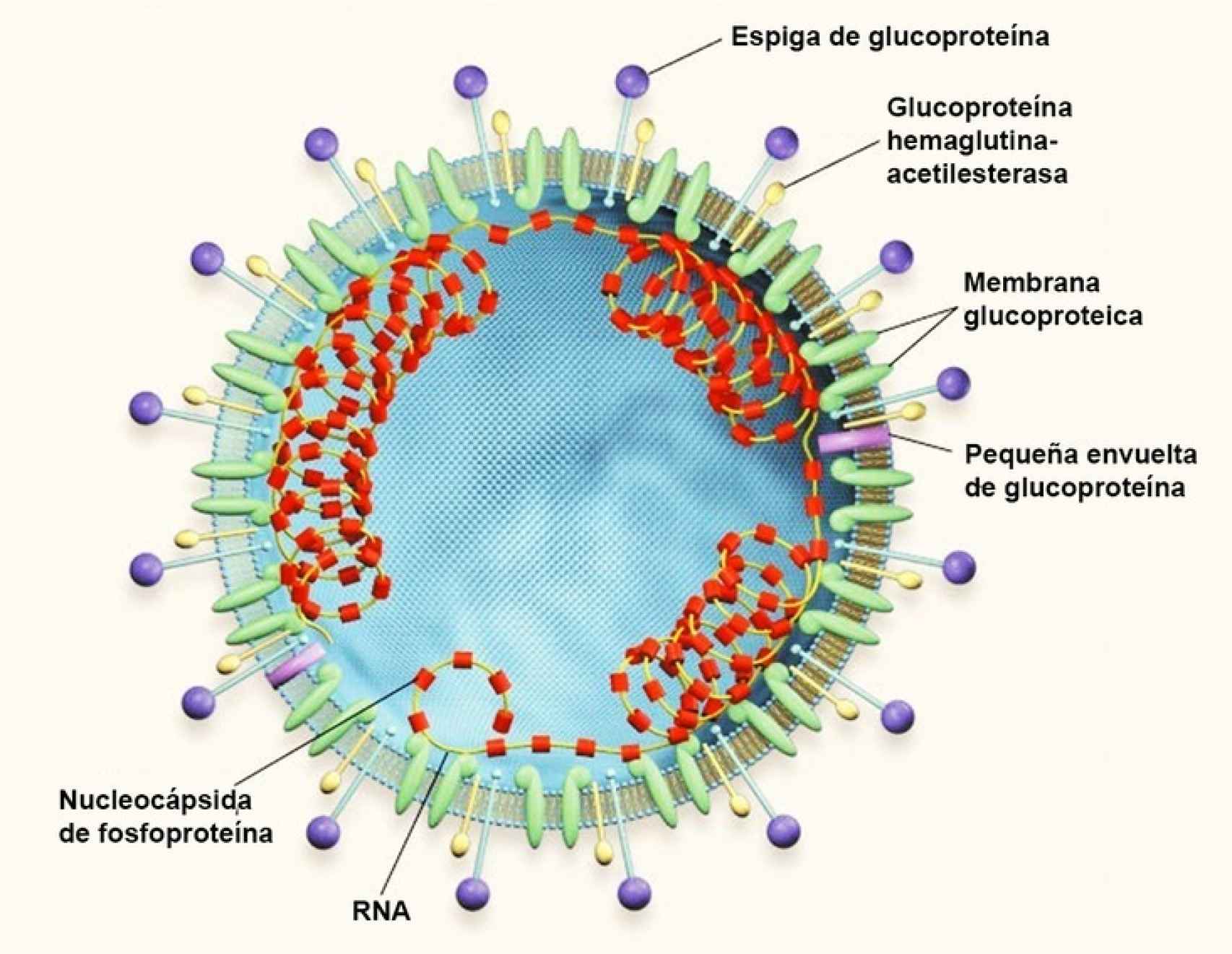 Estructura típica del virión de un coronavirus de tipo 2.