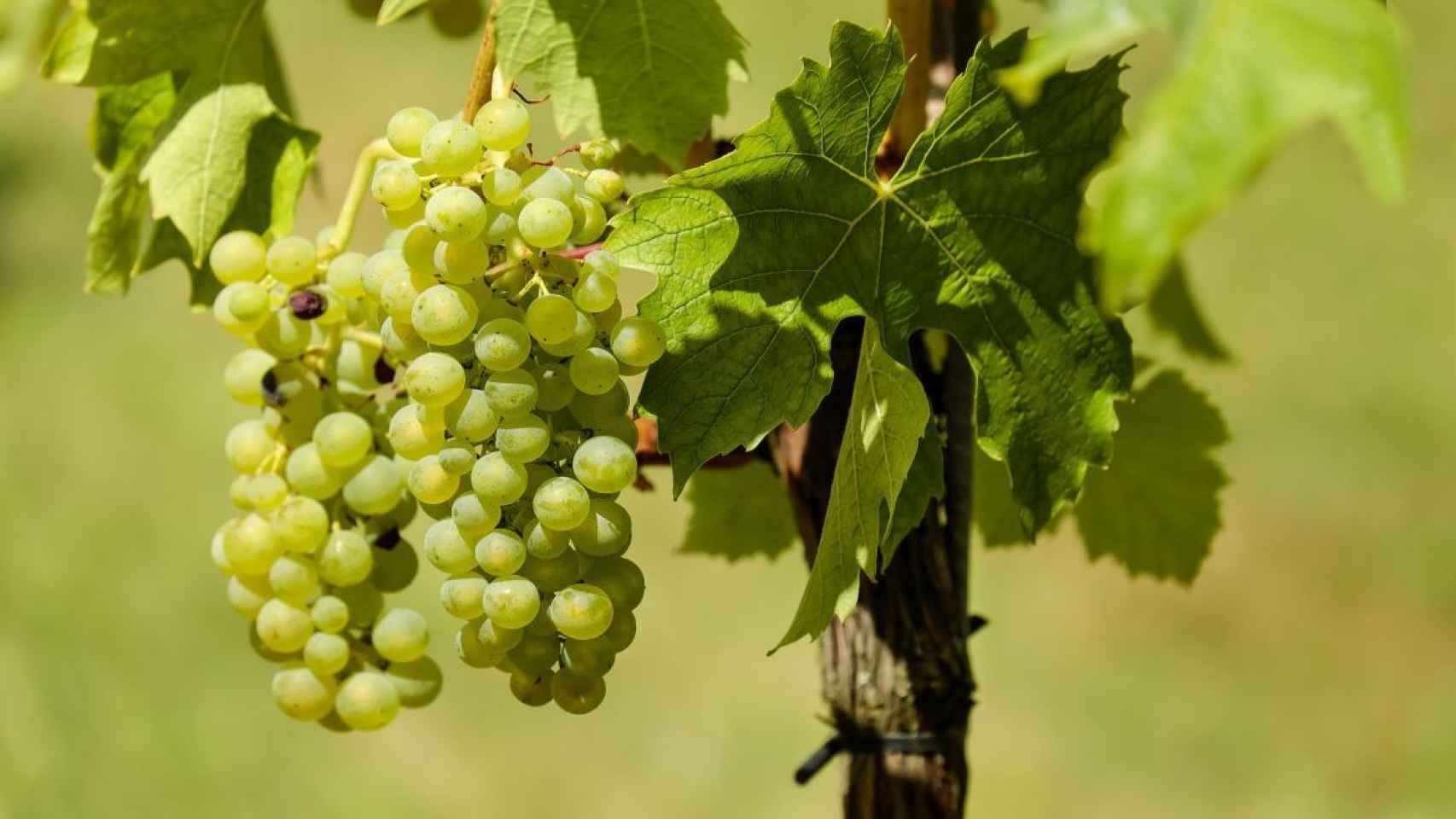 La malvar es la gran uva blanca de la D.O de Madrid.