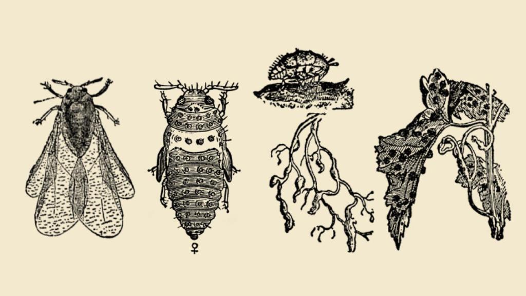 Filoxera, el insecto más temido.