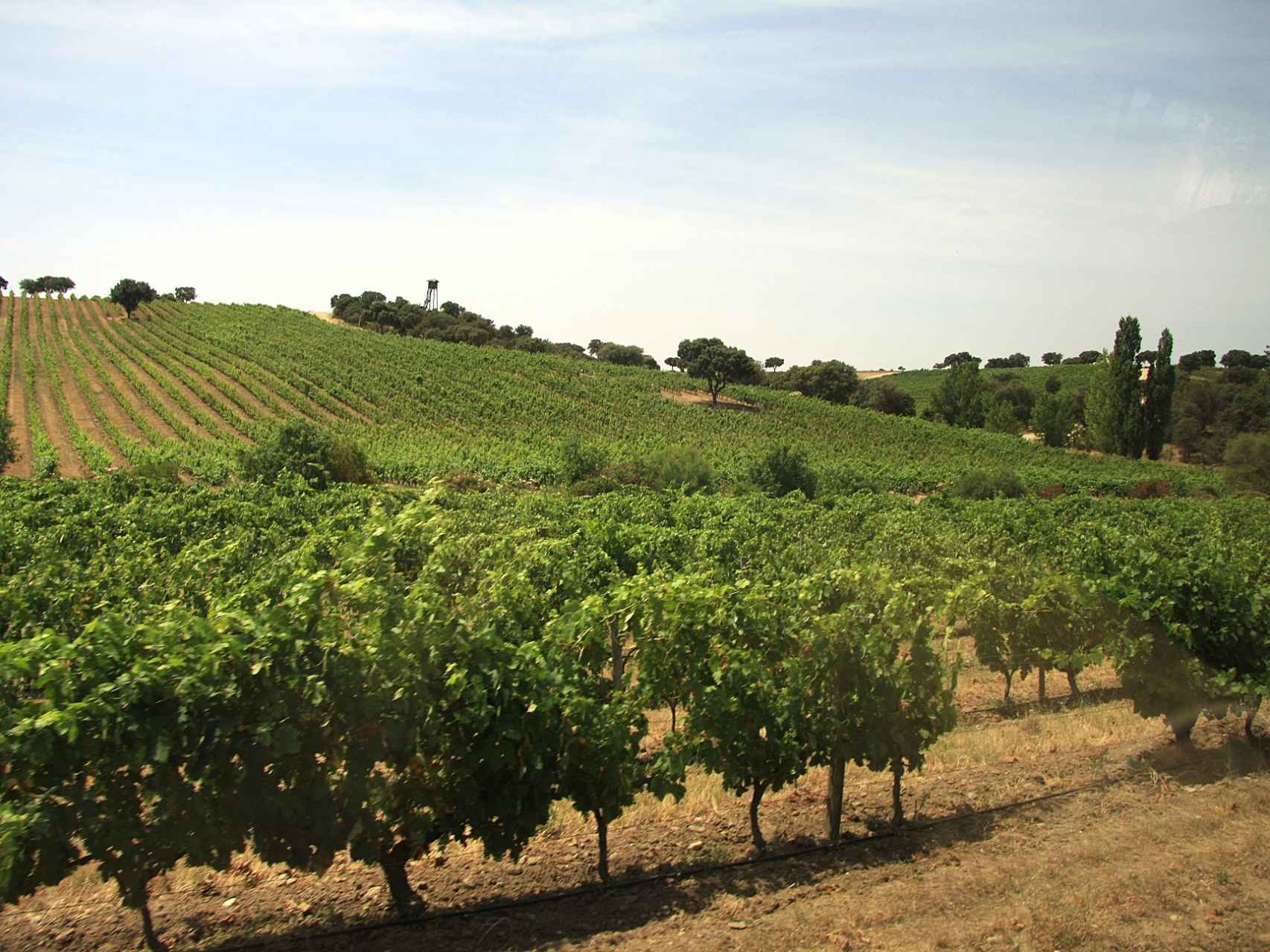 Valquejigoso tiene una de las parcelas de viñedo más impresionantes de Madrid.