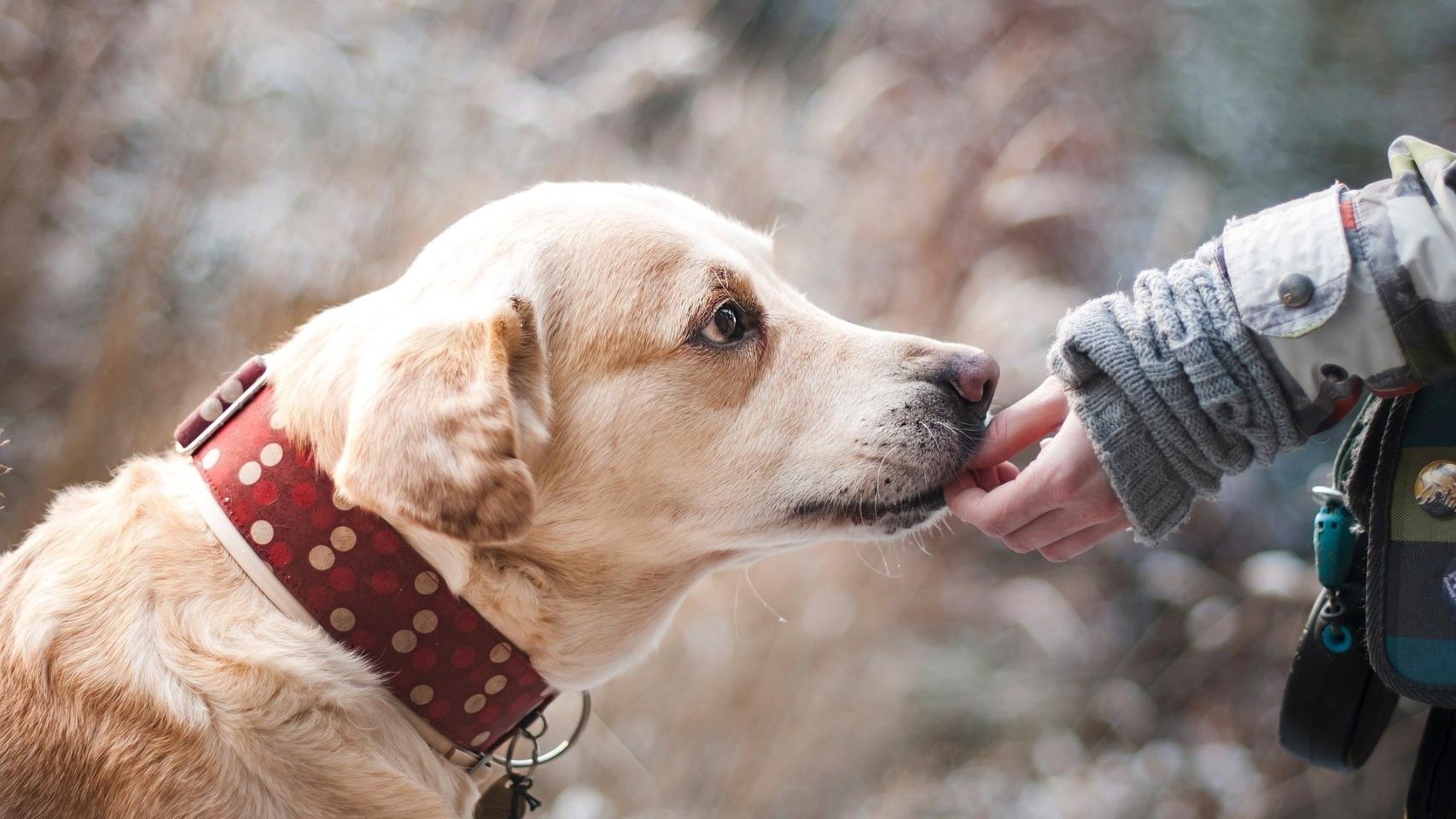 los labradores son buenos perros de pelea