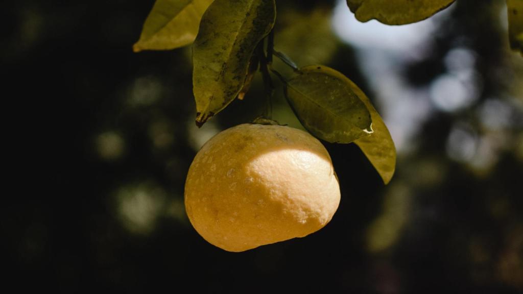 El Yuzu es un ingrediente que está revolucionado en el mundo de la cosmética.