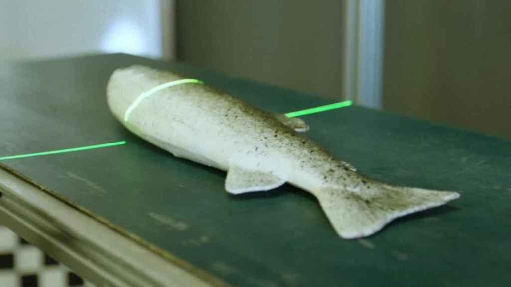 Escáneres para obtener información de los peces.