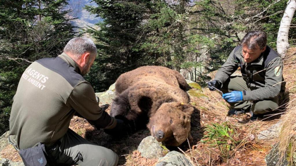 El oso Cachou, un macho muy depredador que fue envenenado.