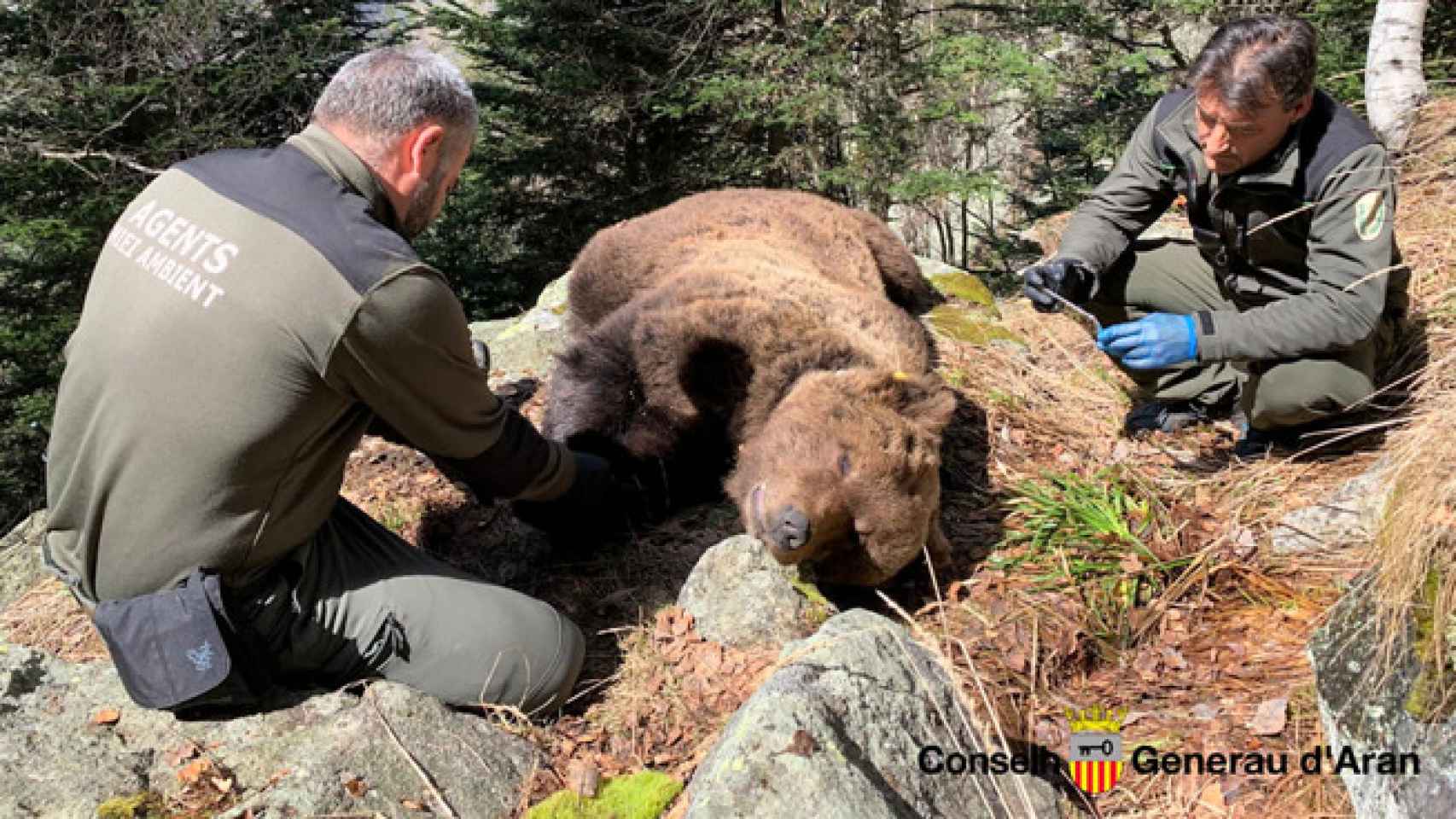 El oso Cachou, un macho muy depredador que fue envenenado.