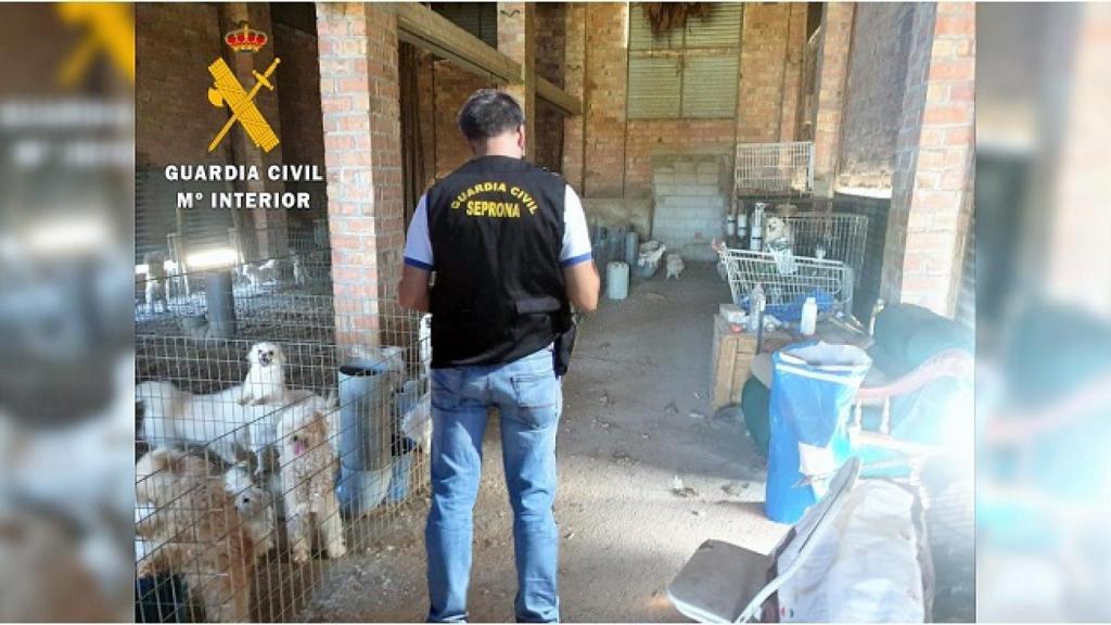 Un agente de la Guardia Civil inspecciona el criadero ilegal.