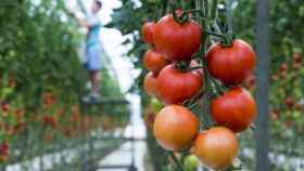 Cultivos de invernadero, un sistema para disfrutar de verduras frescas también en invierno