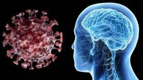 El virus entra en el cerebro a través de la nariz