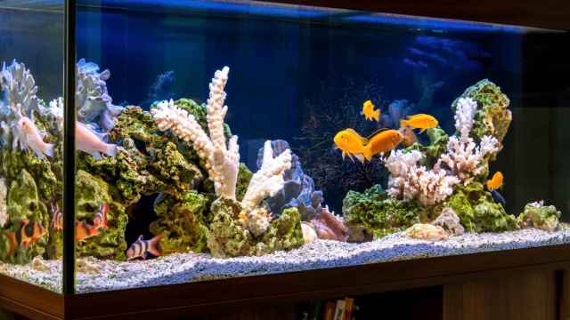 Los mejores acuarios y accesorios para tener peces en casa