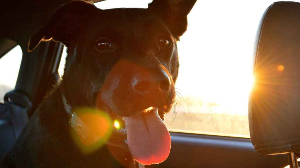 Estas son las enfermedades que transmiten los perros por la saliva