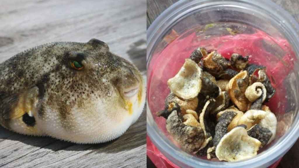A la izquierda, el pez globo; a la derecha, el recipiente en el que se encontraban las galletas.