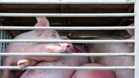 Los porcinos sufren estrés durante el transporte hacia el matadero.