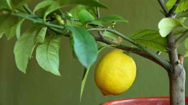Cuidados para cultivar un limonero en una maceta.