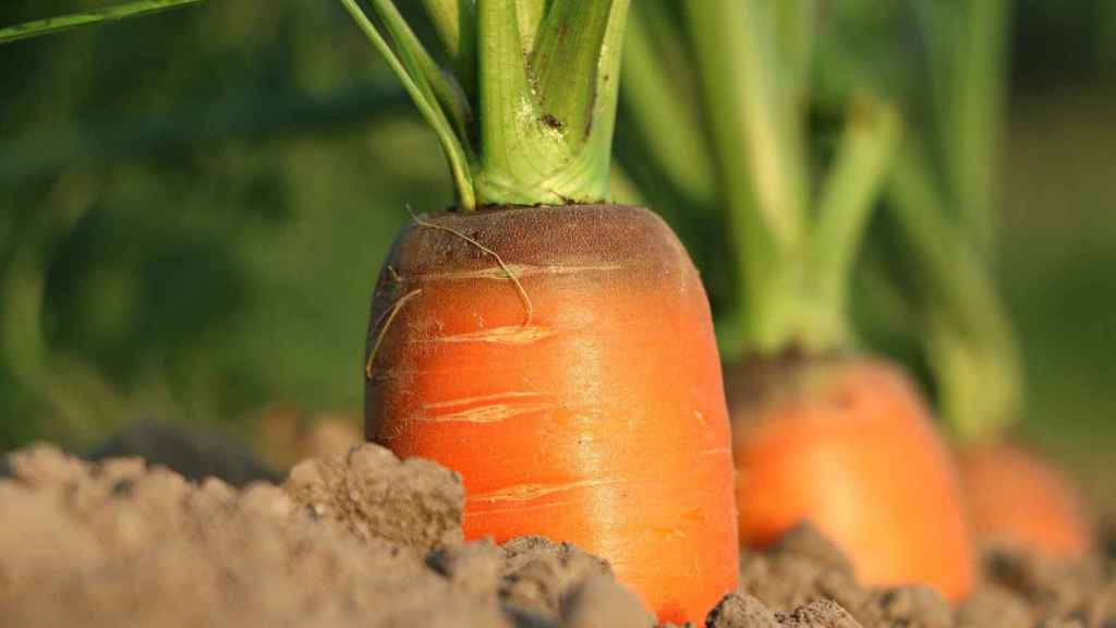 Una plantación de zanahorias.