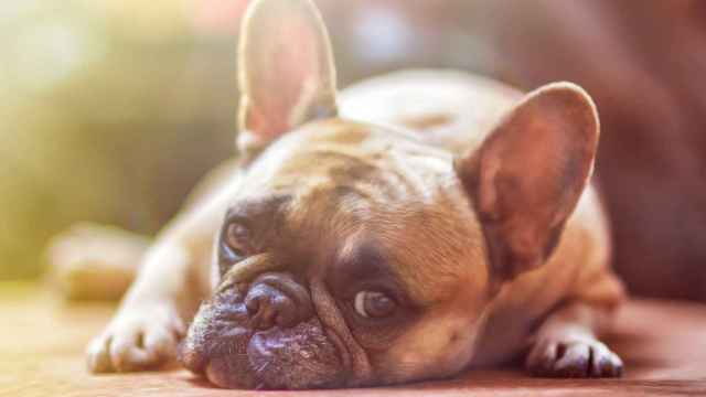 ¿Qué es el parvovirus canino y cómo prevenirlo?