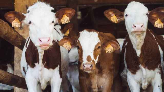 Tres vacas con identificación tradicional de ganado.
