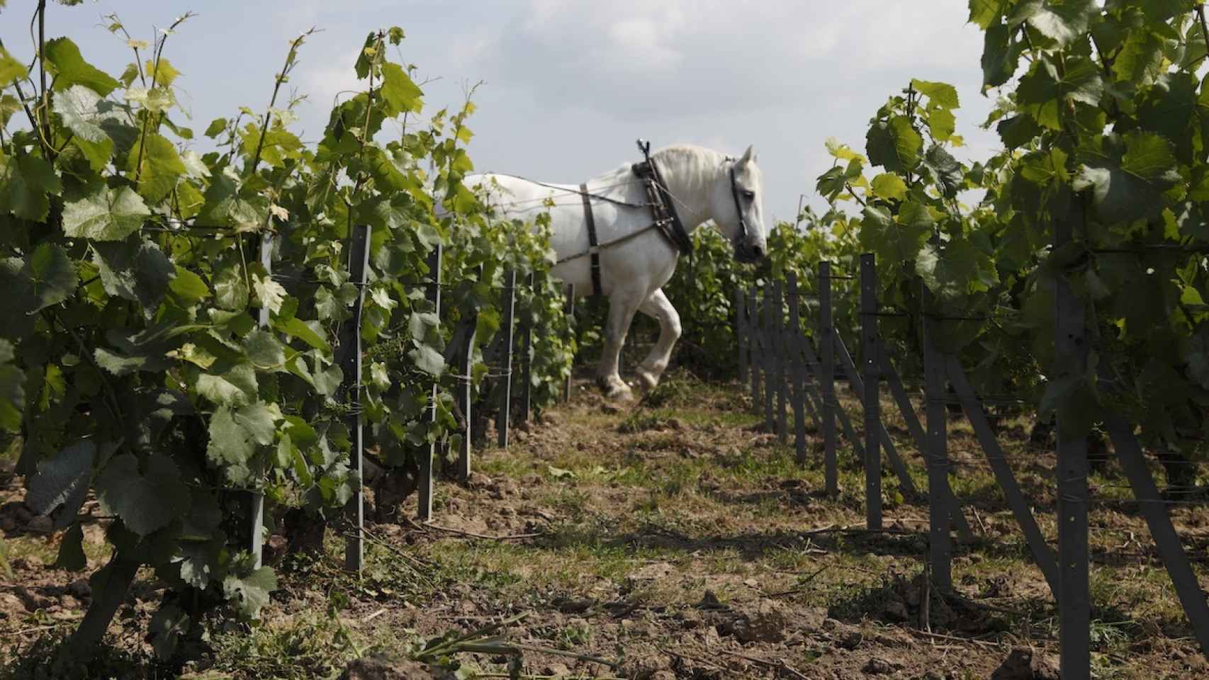Los vinos de Louis Roederer siguen una filosofía ecológica y biodinámica.