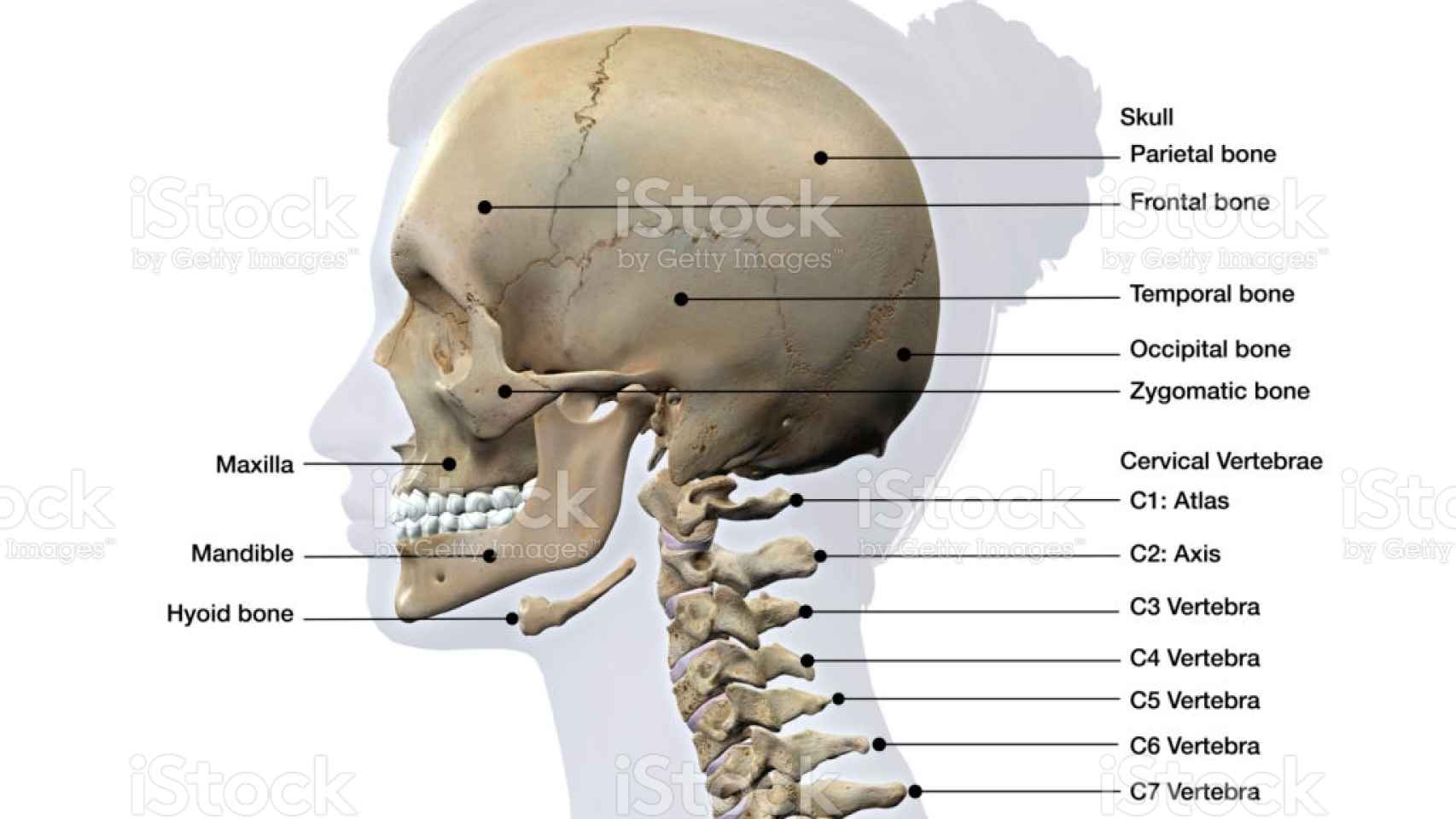 Vista lateral de cráneo y huesos de las vértebras del cuello.
