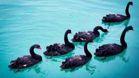 Un grupo de cisnes negros en un lago.