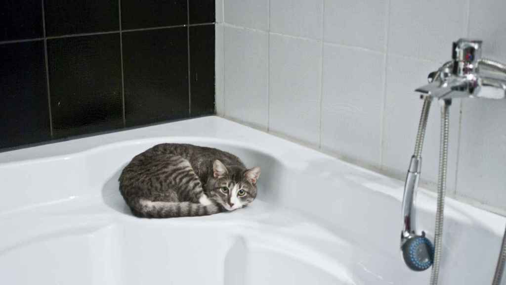 Por qué mi gato me acompaña al baño?
