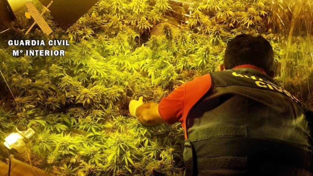Plantación de marihuana1