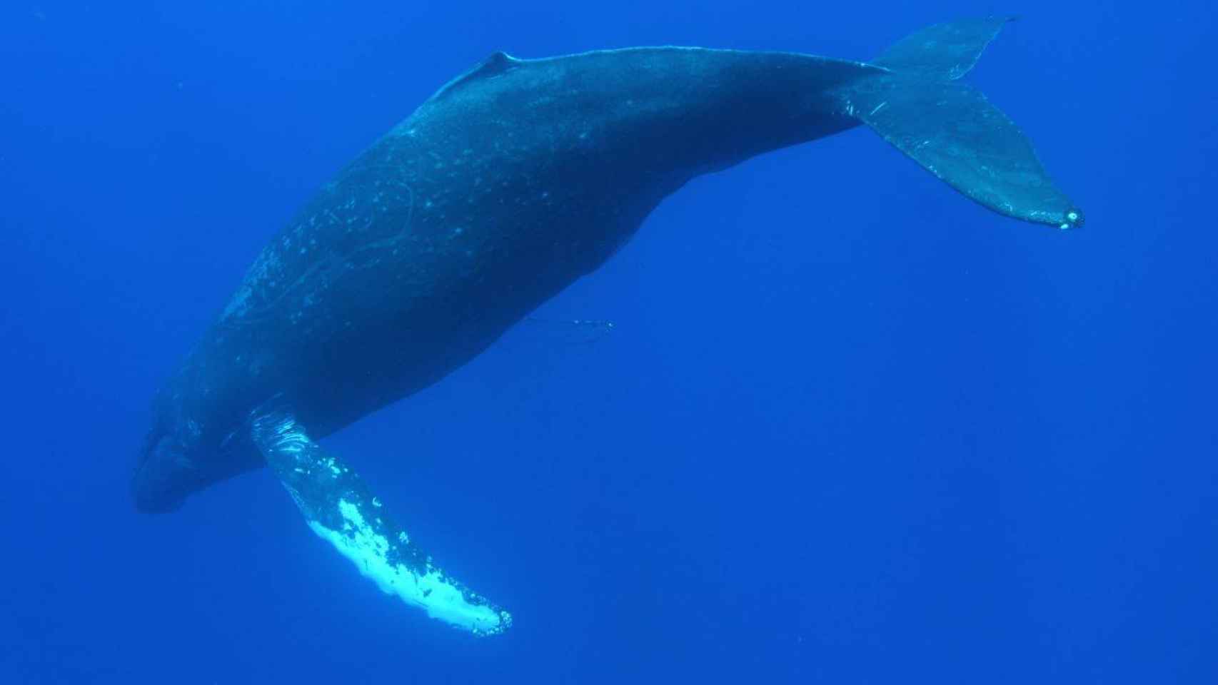 Ballenas en aguas poco profundas