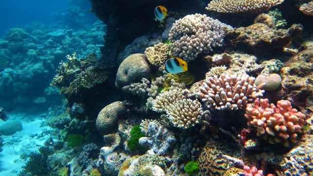 Gran Barrera de Coral. Wikipedia.