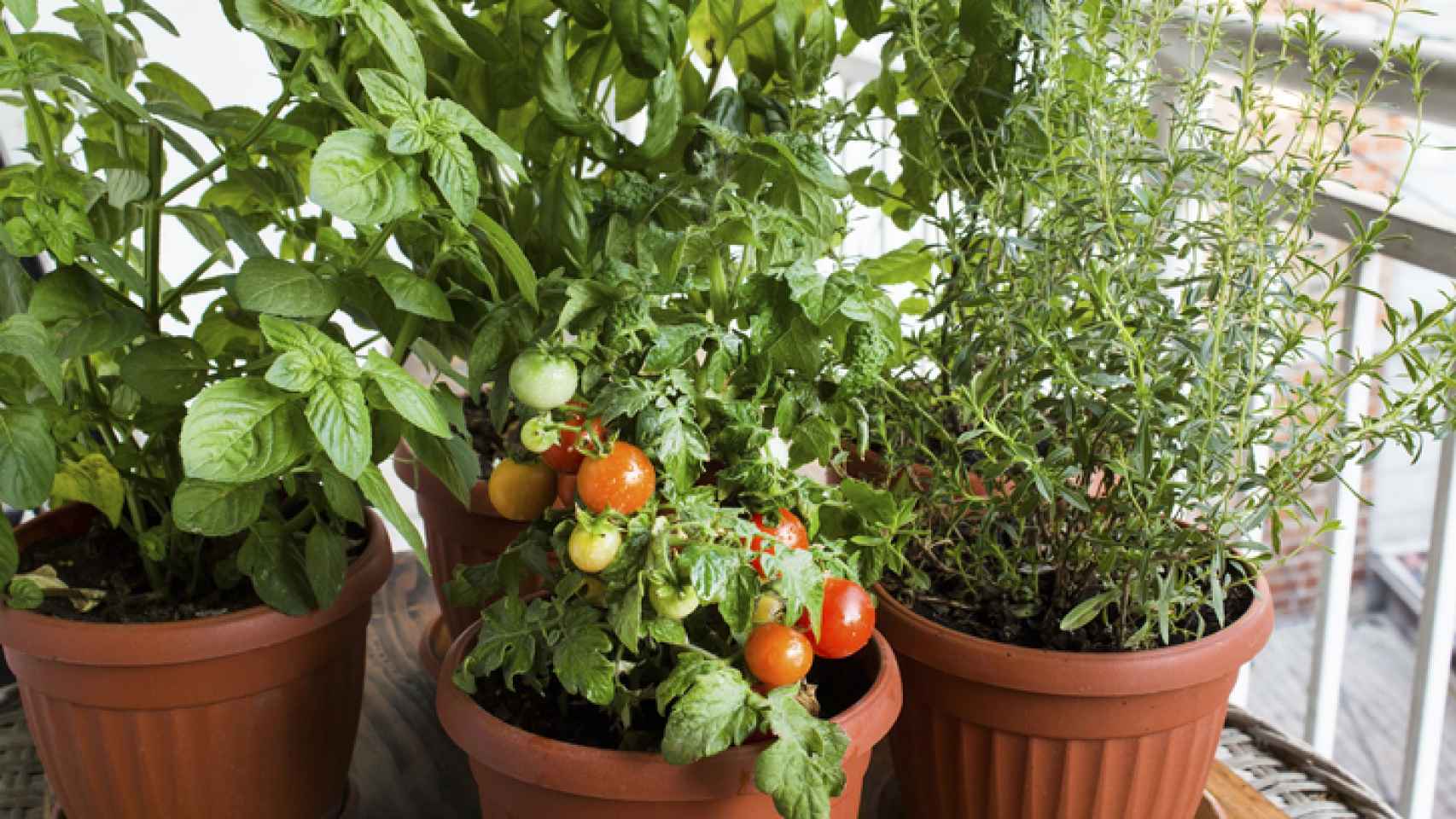 Consciente Miserable excitación Cómo sembrar tomates en una maceta de manera fácil y económica