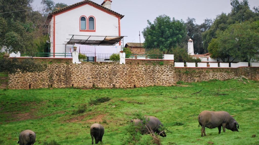 Los cerdos en la Dehesa de Sierra Morena.