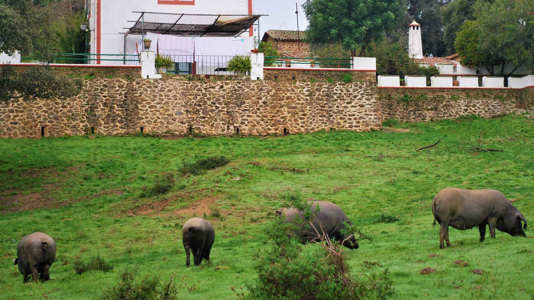 Los cerdos en la Dehesa de Sierra Morena.