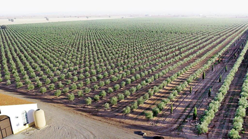 La familia Mora tiene 260 hectáreas de olivares en Almagro (Ciudad Real).