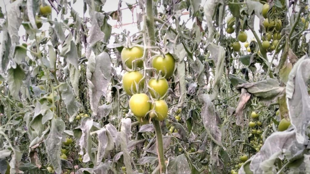 Tomates dañados por el frío.