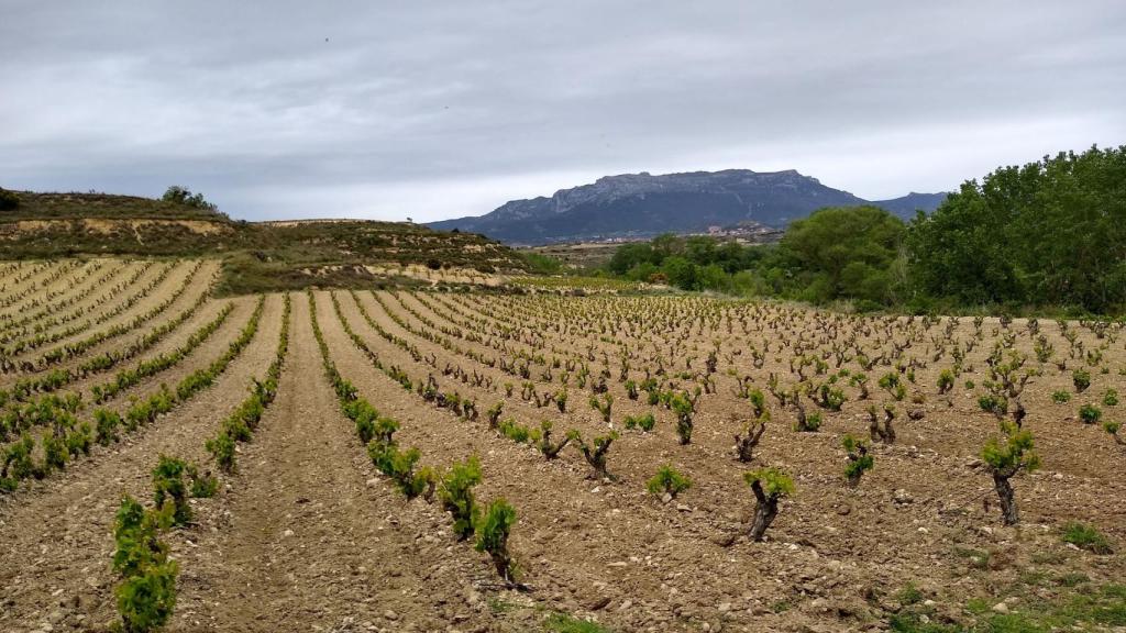 La innovación en el sector agroalimentario tendrá al vino como un protagonista esencial. FOTO: Christopher Winkler (Pixabay)