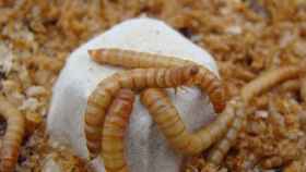 El gusano Tenebrio Molitor, también conocido como gusano de la harina, es transformado en materia prima por la biotech Tebrio.