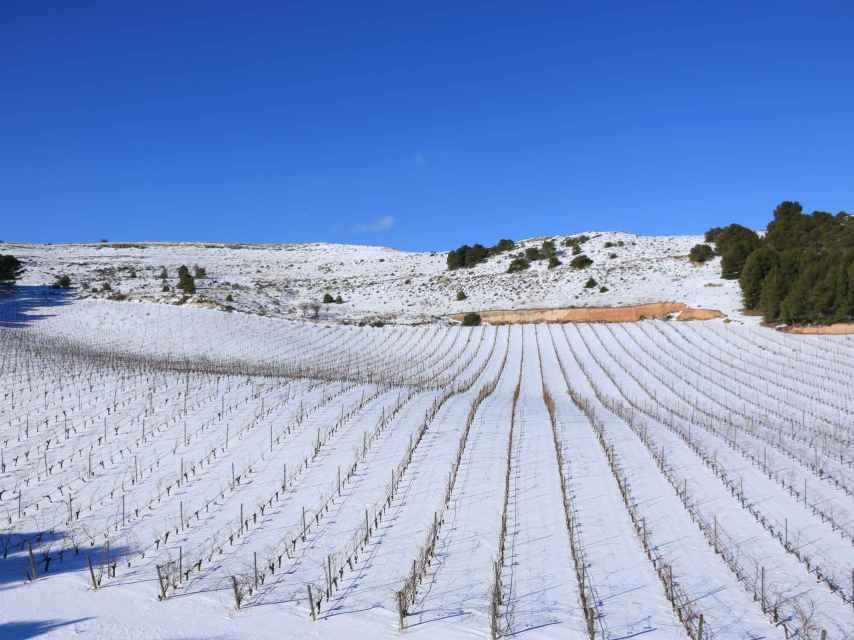 Viñedo nevado en La Rioja.