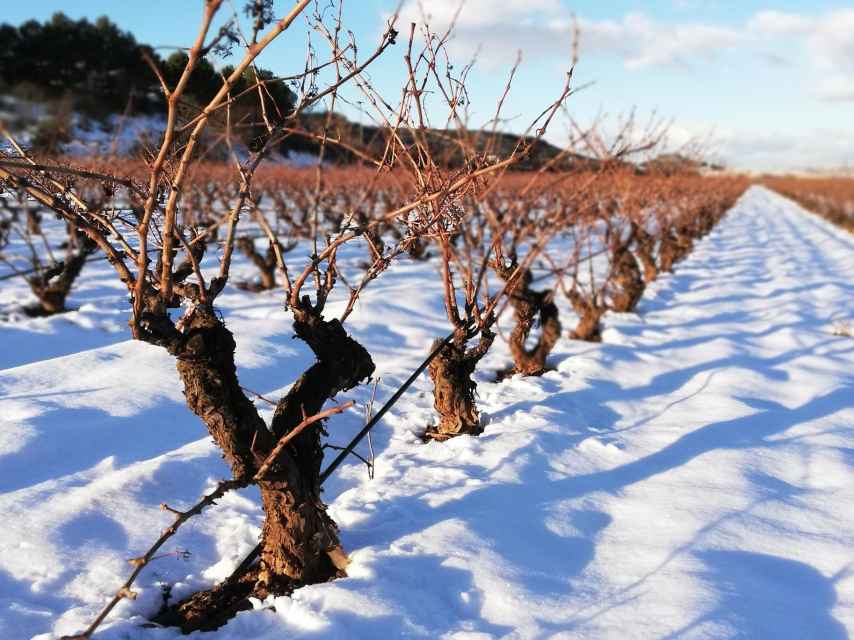 La gran nevada ha afectado de forma positiva al viñedo.
