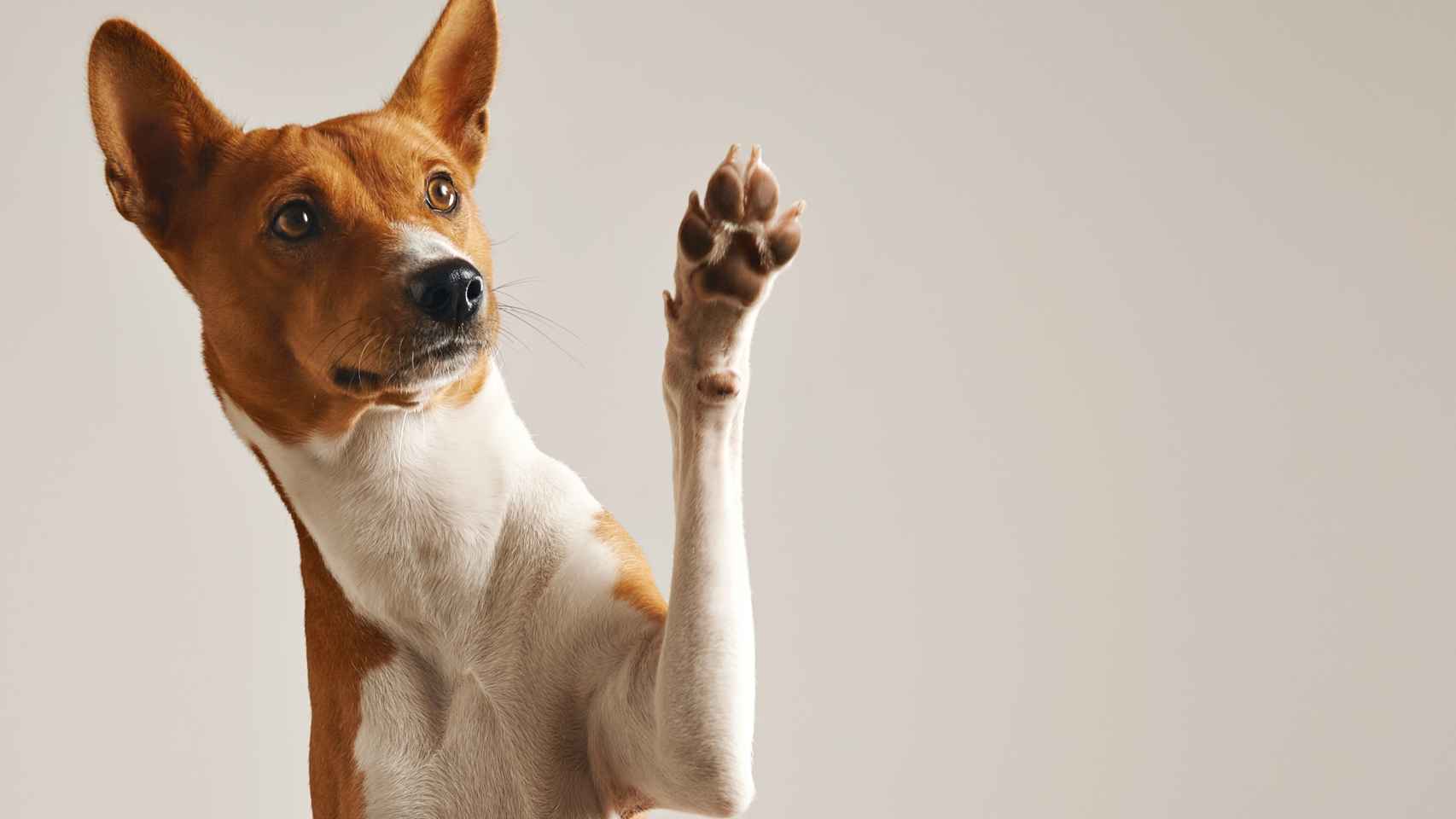 Cómo curar heridas en perros: Conoce el tratamiento para la miasis en canes