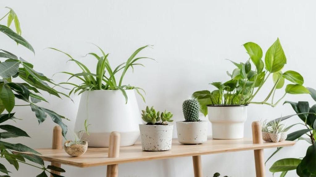 Plantas en una vivienda.