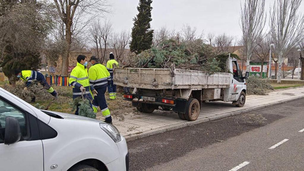 El Ayuntamiento de Toledo investiga la tala de un taray centenario y amplía  sus labores de limpieza