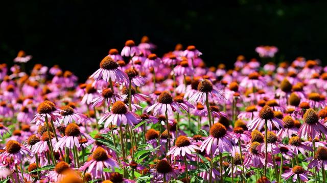 Echinacea.