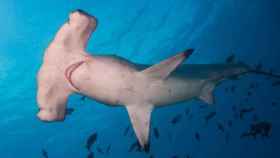El tiburón martillo común es una de las especie más amenazadas por la presión pesquera.