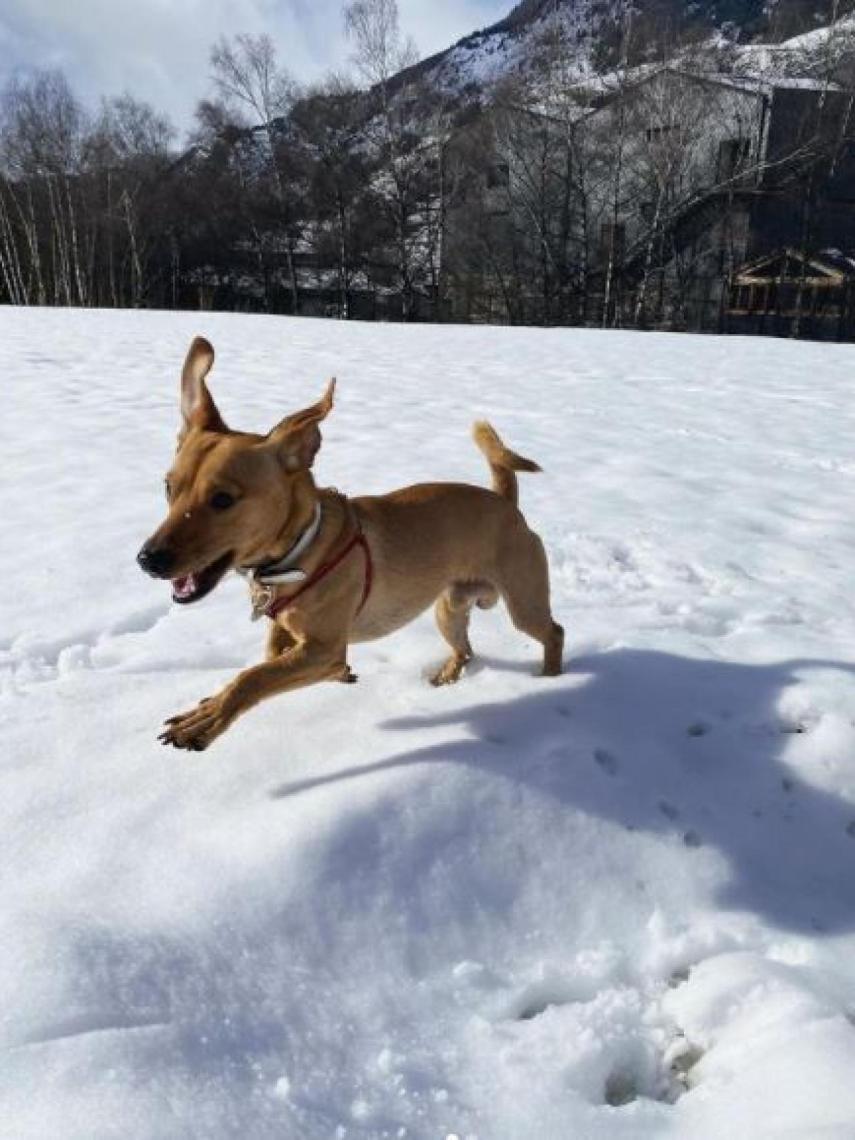 Bobby Puchum, el perrito adoptado de Carolina Monje y Álex Lequio.