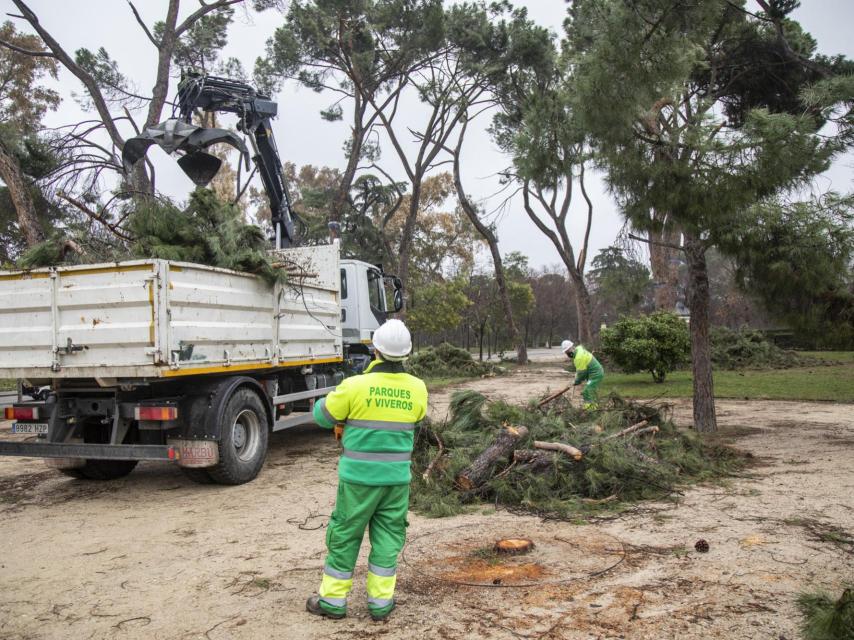 Los operarios trocean con la motosierra los árboles dañados y los transportan en vehículos.