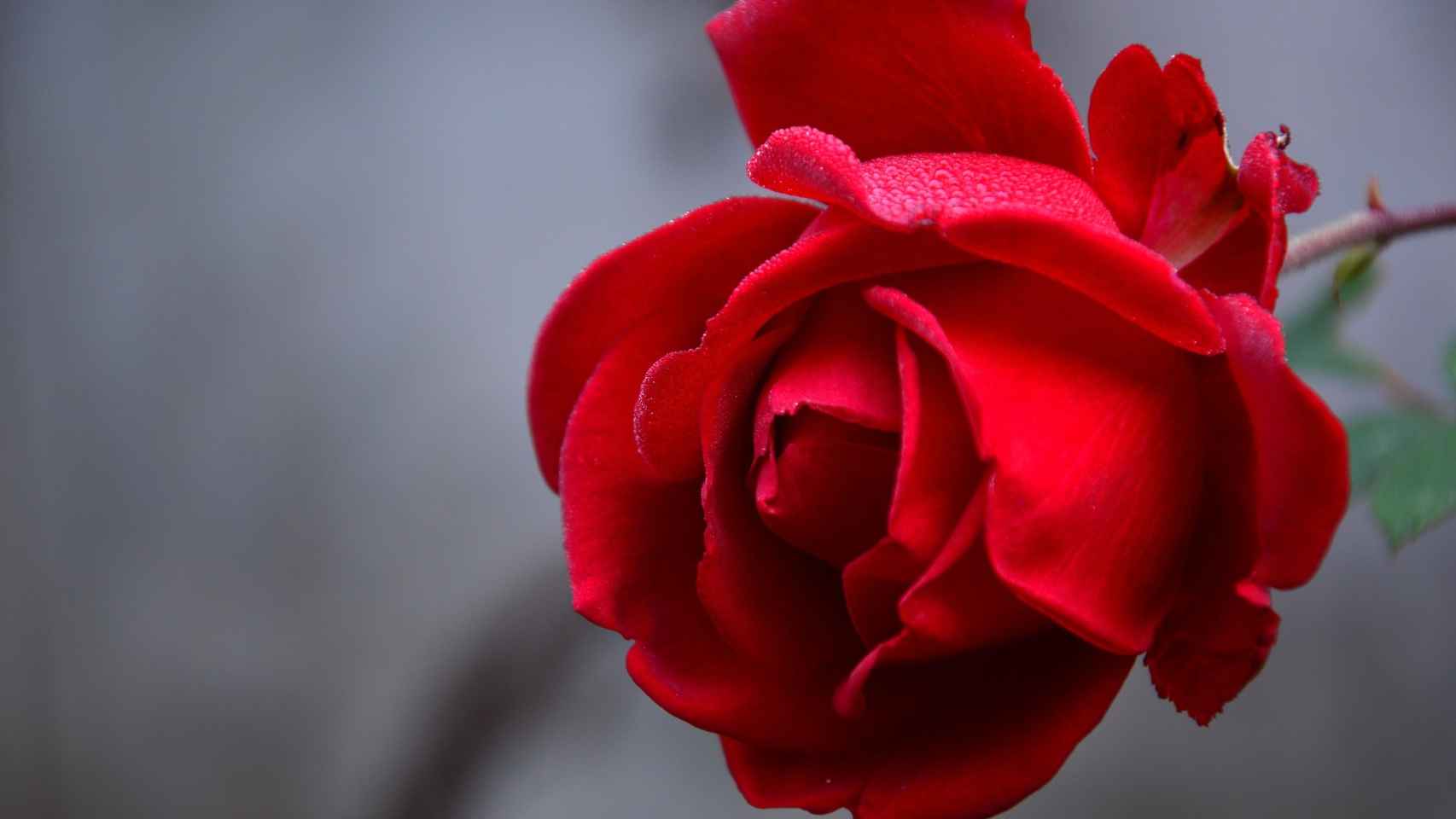 Cuidados y trucos para cuidar rosales y tener rosas en el jardín