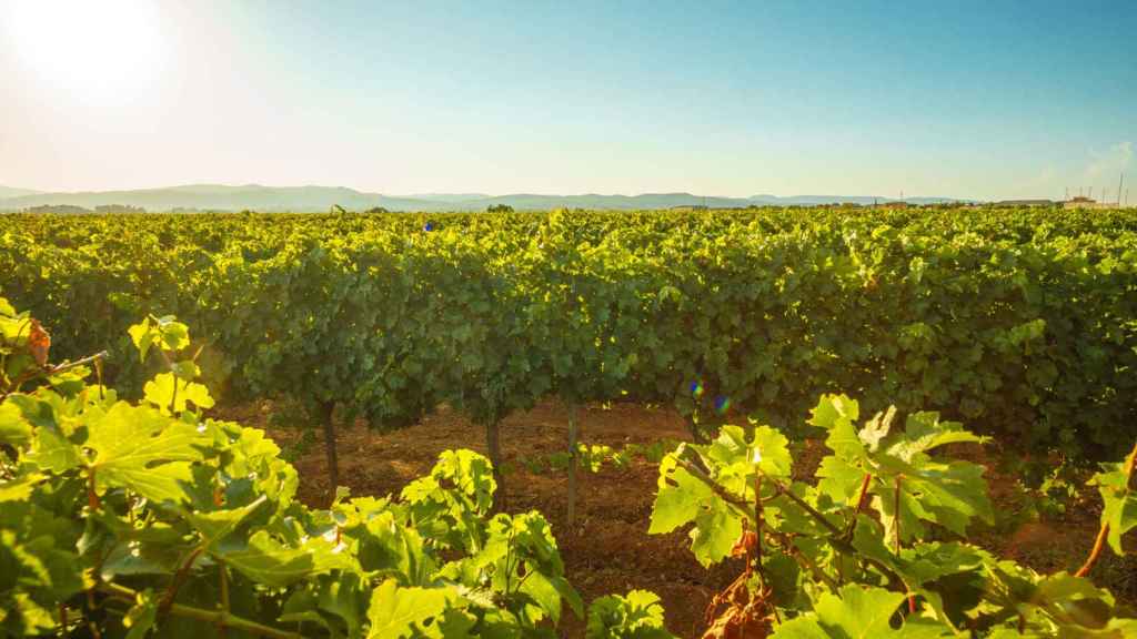 El sector vitivinícola catalán, de los primeros en apostar por la tecnología de RawData.