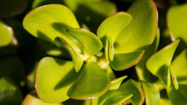Cómo cuidar la planta de jade: consejos y remedios
