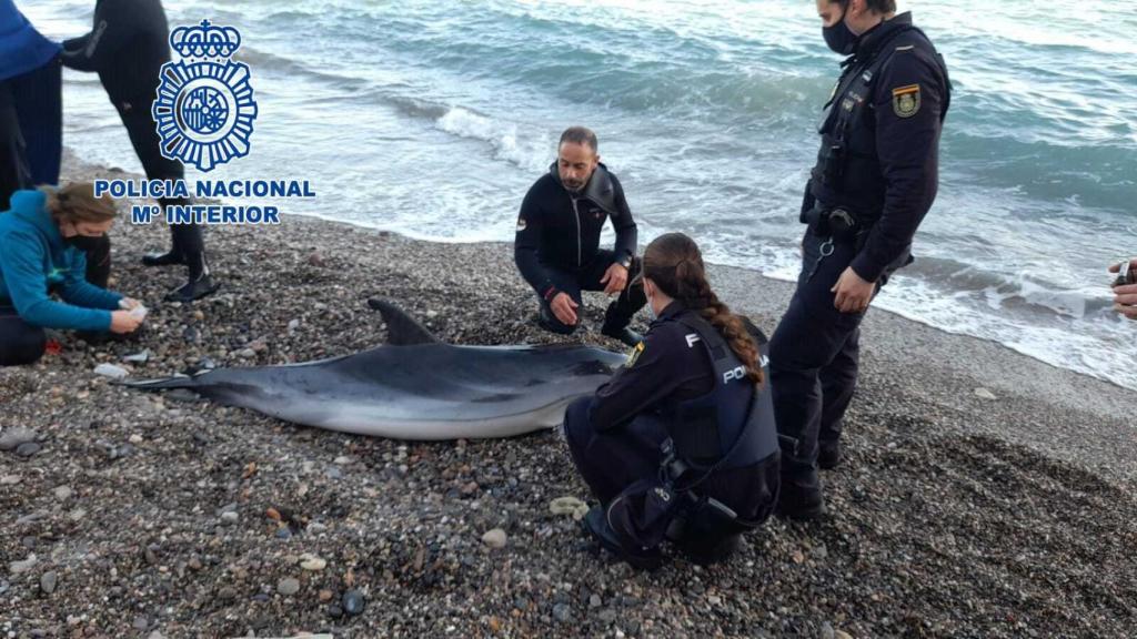 La Policía Nacional salva a un delfín varado en una playa de Almería: así fue el exitoso rescate